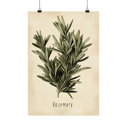 Botanical Rosemary Study