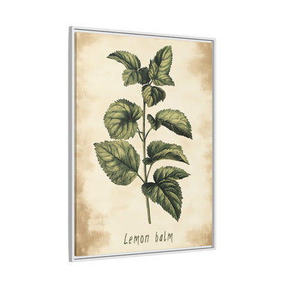 Framed Canvas - Botanical Lemon Balm Study