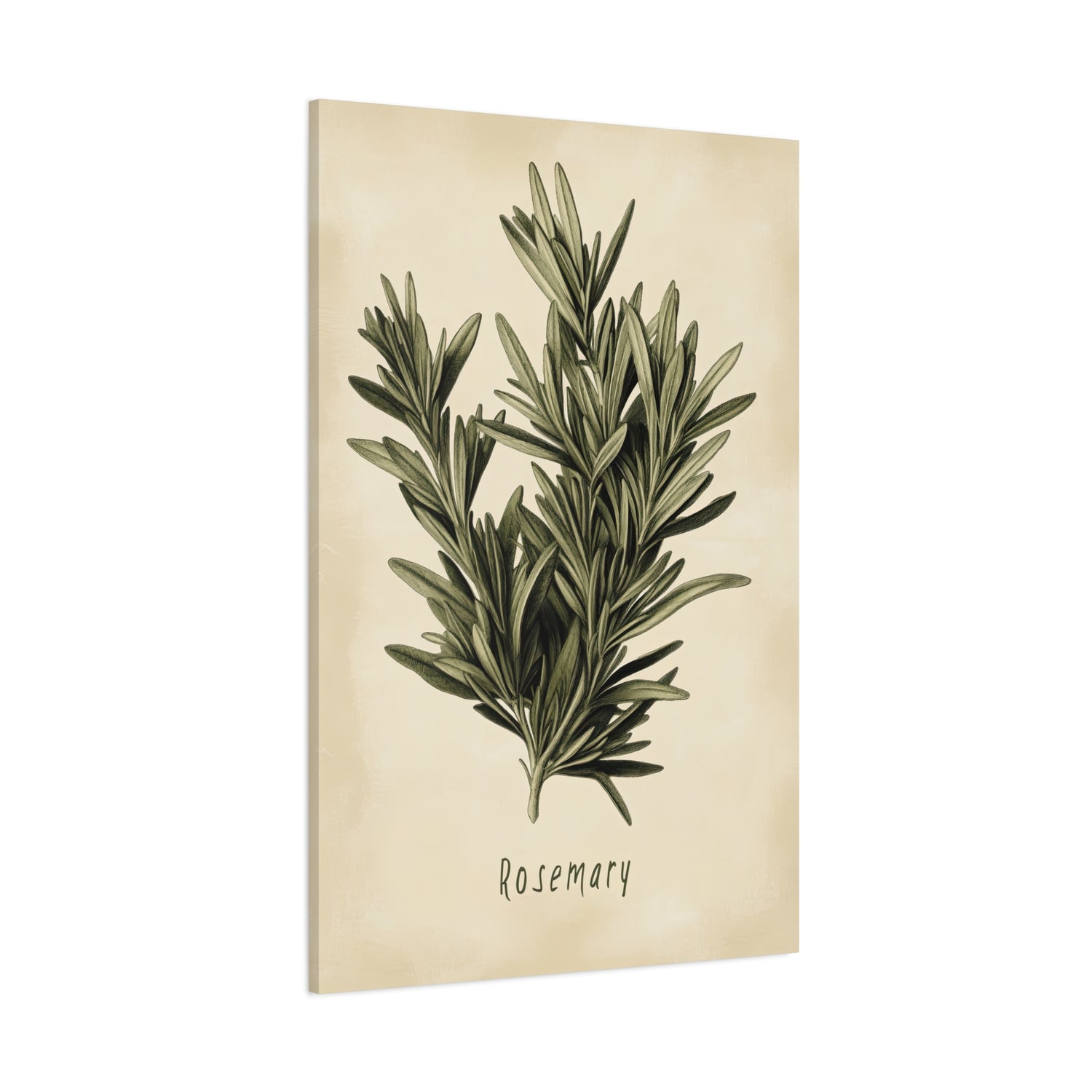 1.25" Matte Canvas - Botanical Rosemary Study
