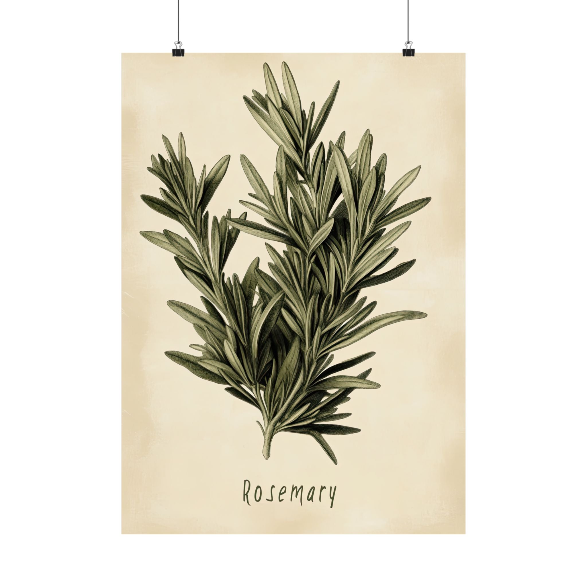 Botanical Rosemary Study