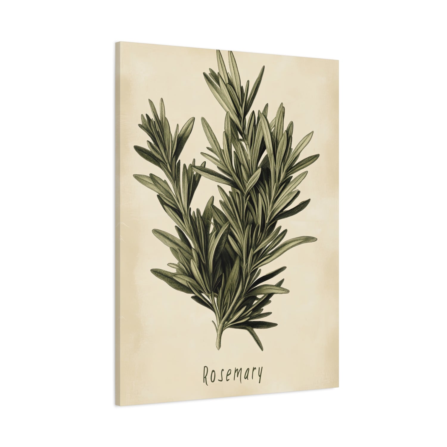 1.25" Matte Canvas - Botanical Rosemary Study