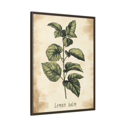 Framed Canvas - Botanical Lemon Balm Study