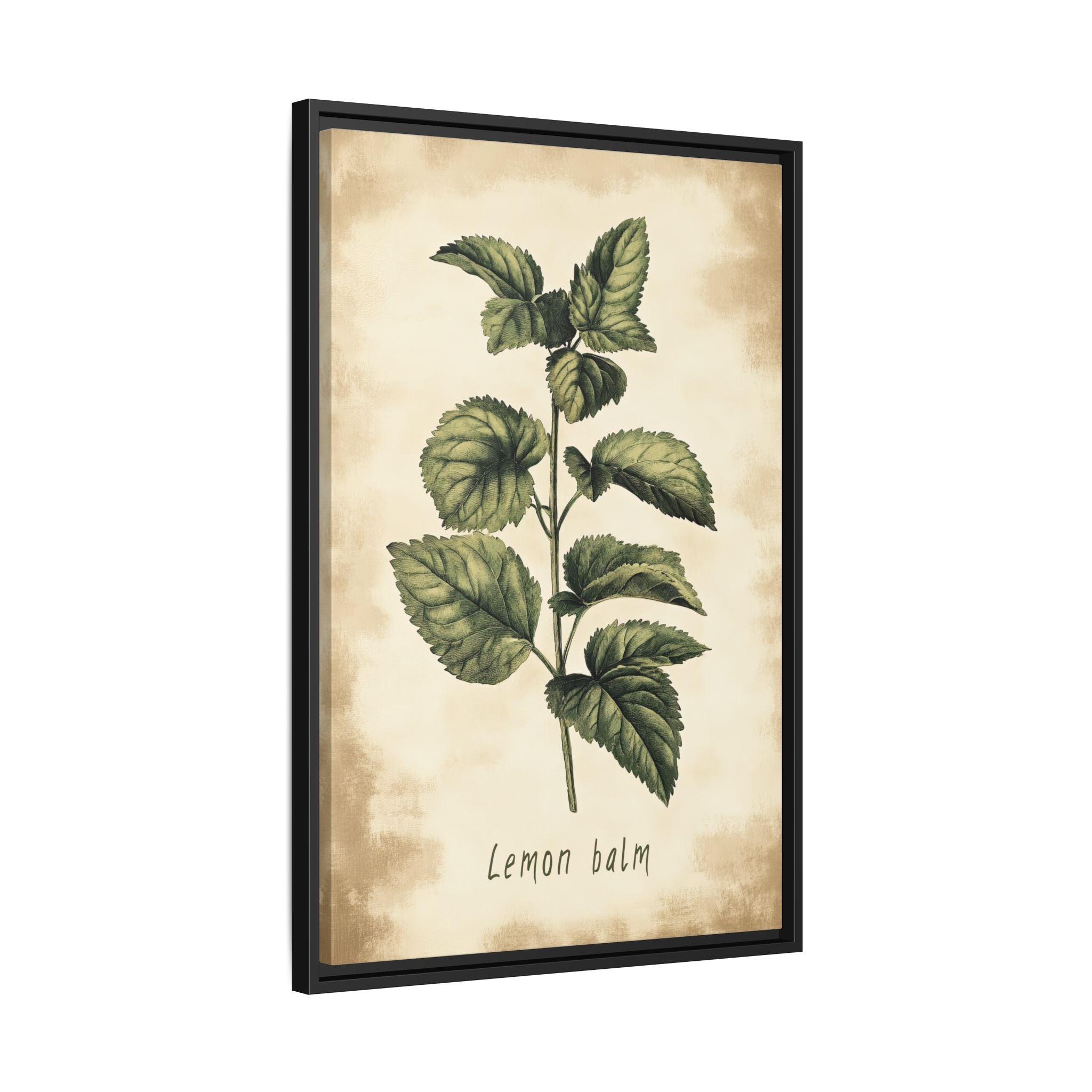 Framed Canvas - Botanical Lemon Balm Study
