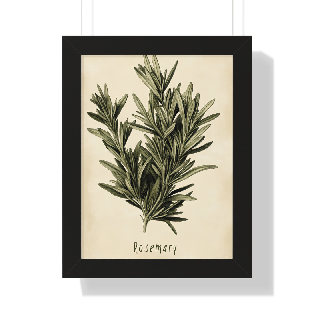 Framed Paper Print - Botanical Rosemary Study