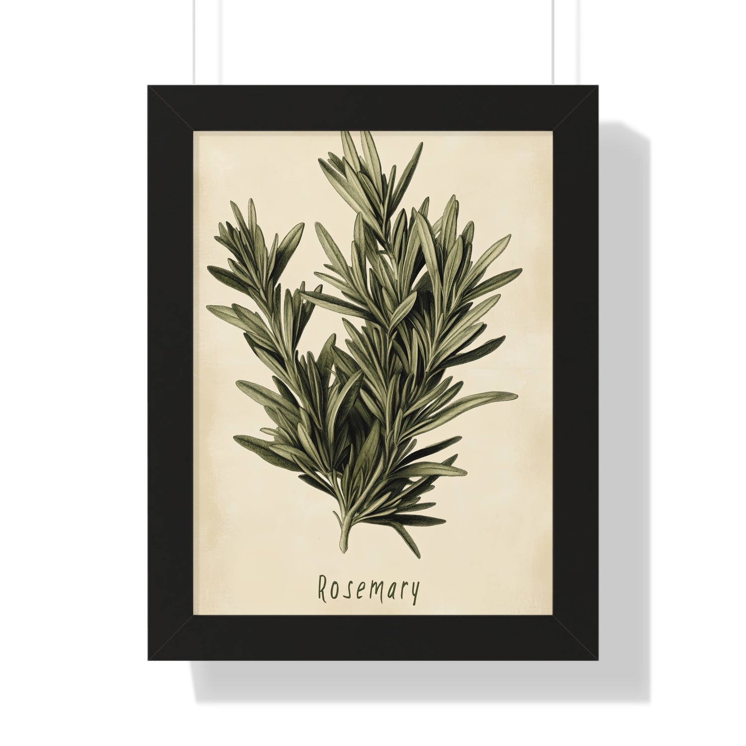 Framed Paper Print - Botanical Rosemary Study