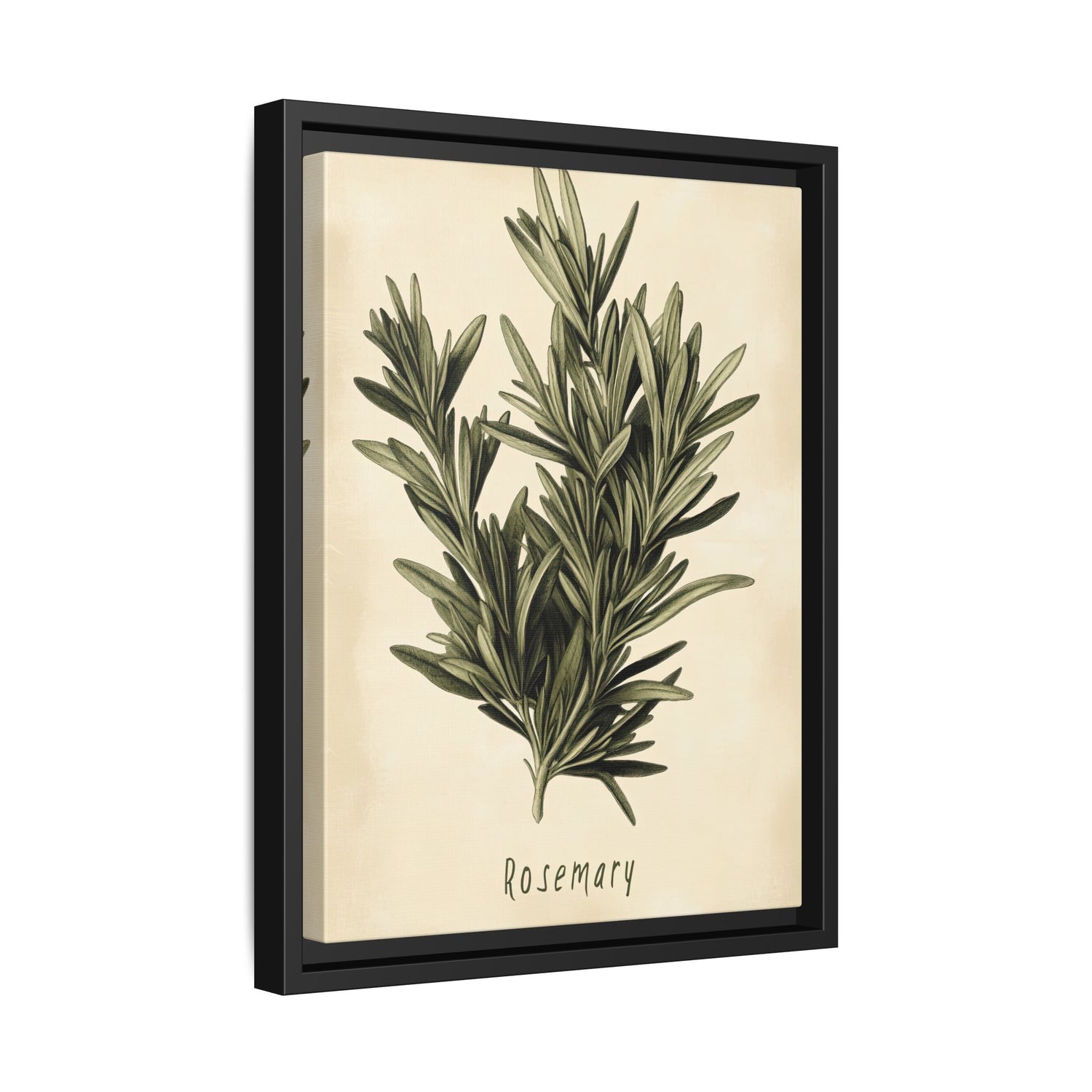 Framed Canvas - Botanical Rosemary Study