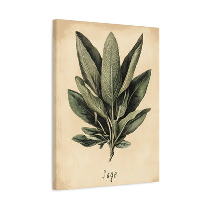 1.25" Matte Canvas - Botanical Sage Study