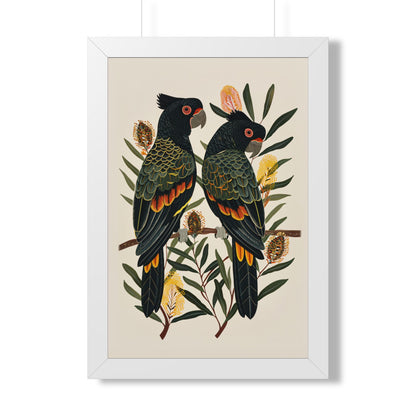 Framed Paper Print - Black Cockatoos Among Banksia