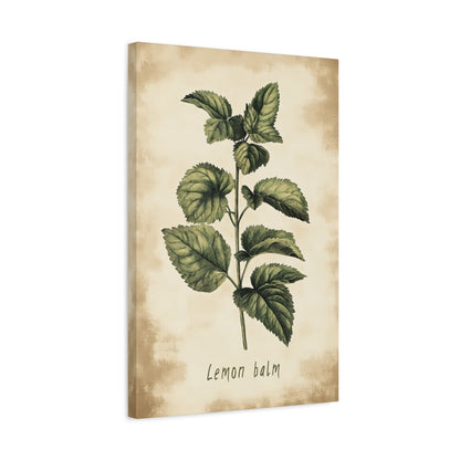 1.25" Matte Canvas - Botanical Lemon Balm Study