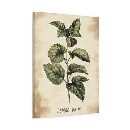 1.25" Matte Canvas - Botanical Lemon Balm Study