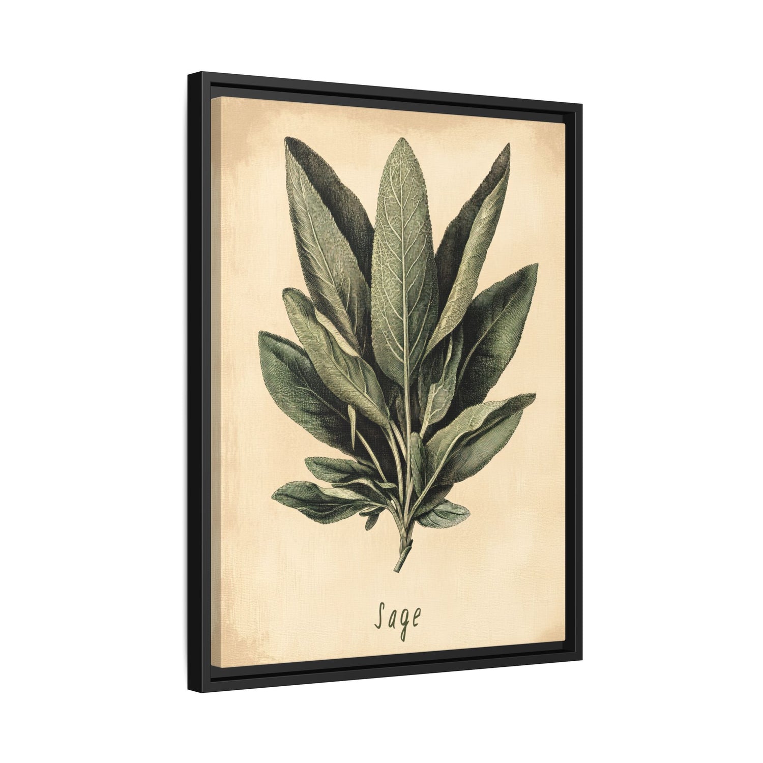 Framed Canvas - Botanical Sage Study