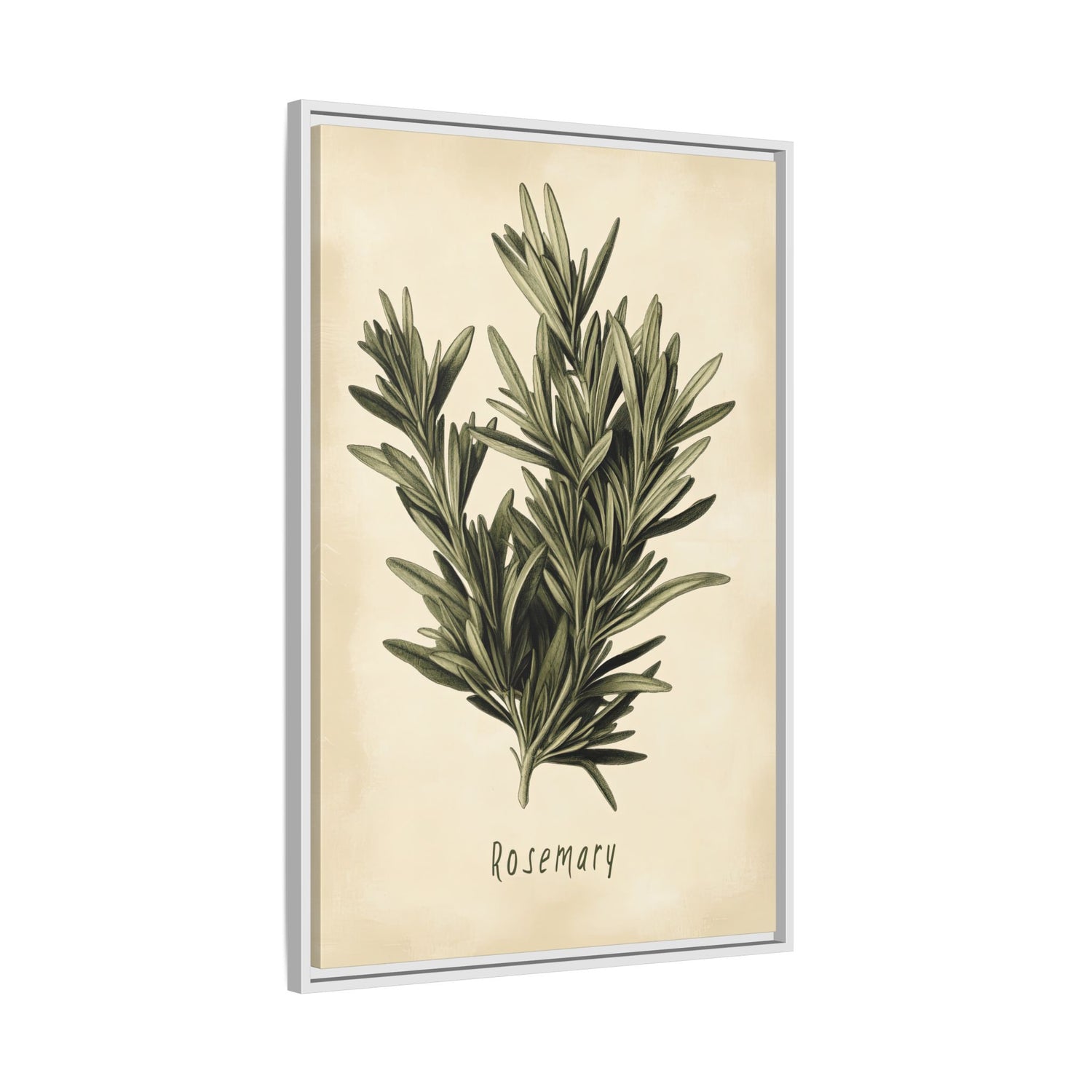 Framed Canvas - Botanical Rosemary Study