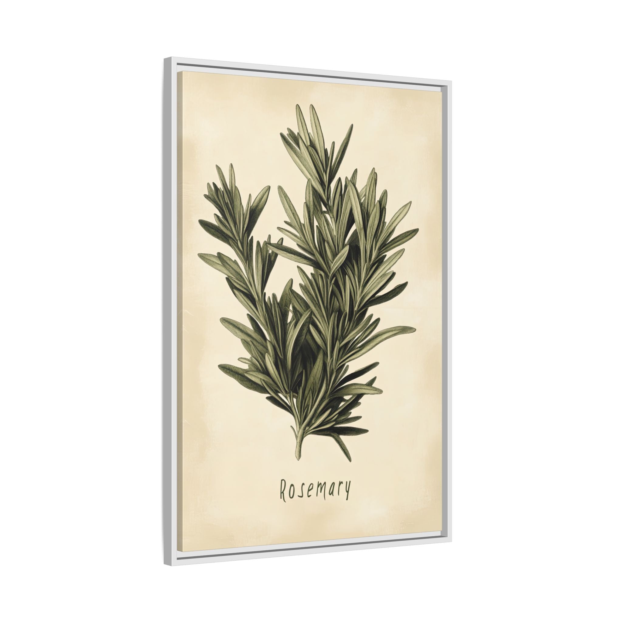 Framed Canvas - Botanical Rosemary Study