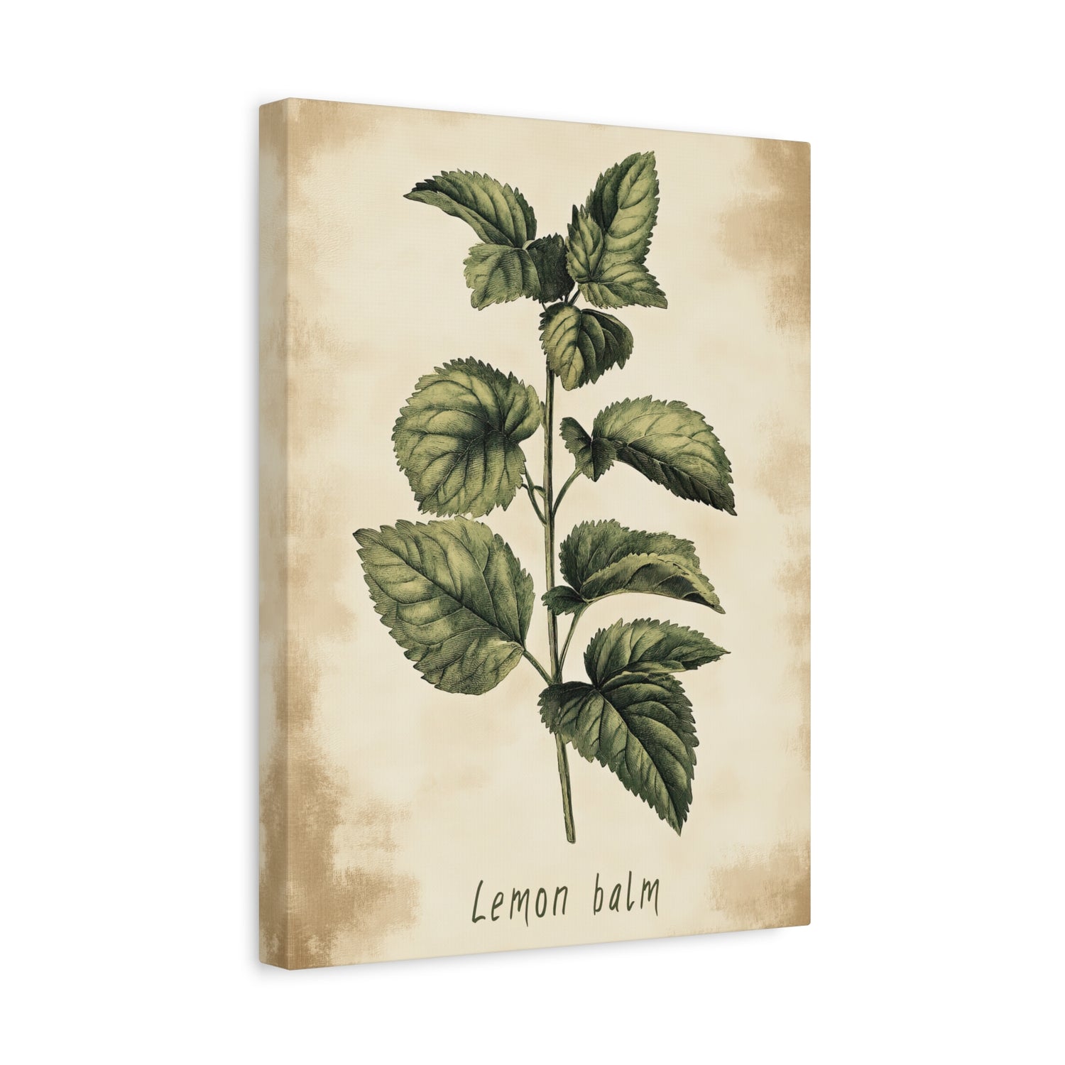 1.25" Matte Canvas - Botanical Lemon Balm Study