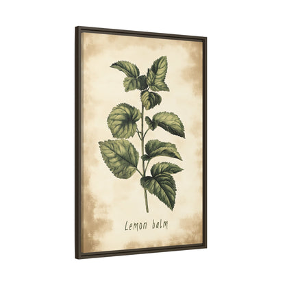 Framed Canvas - Botanical Lemon Balm Study
