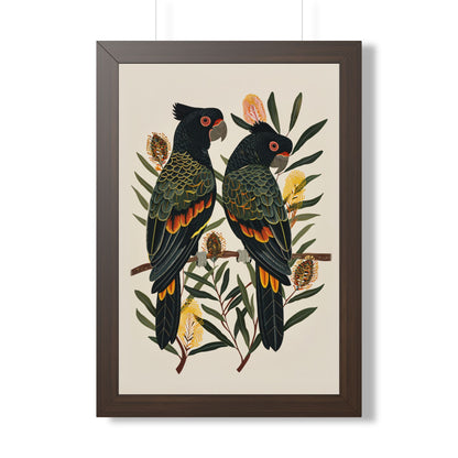Framed Paper Print - Black Cockatoos Among Banksia
