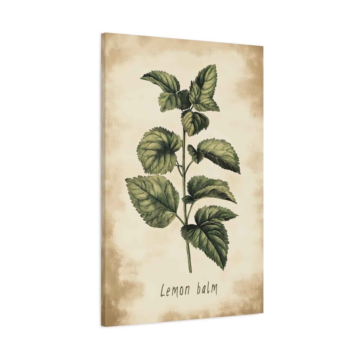 1.25" Matte Canvas - Botanical Lemon Balm Study