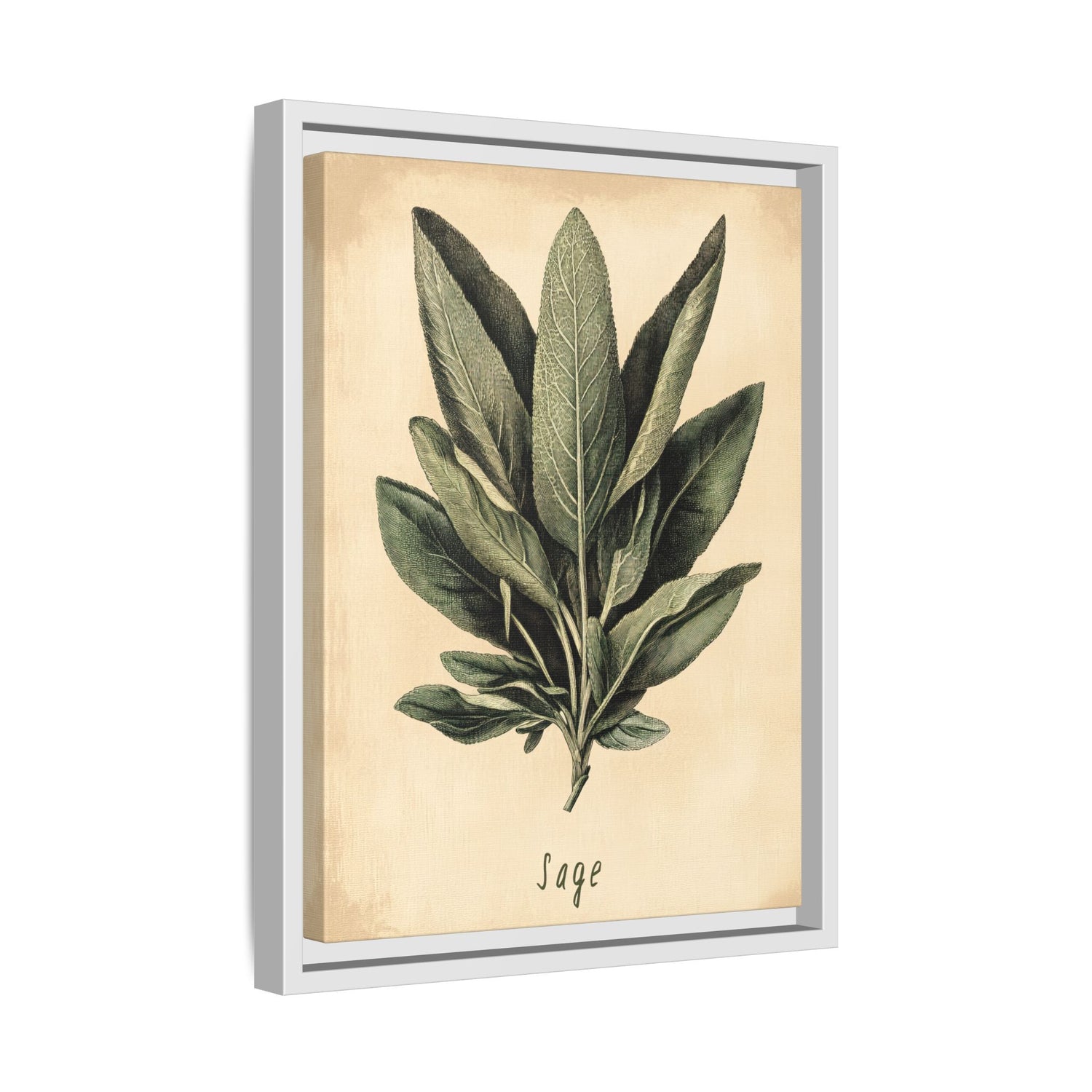 Framed Canvas - Botanical Sage Study