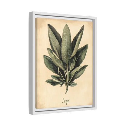 Framed Canvas - Botanical Sage Study