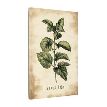 .75" Matte Canvas - Botanical Lemon Balm Study