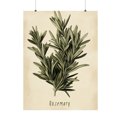 Botanical Rosemary Study