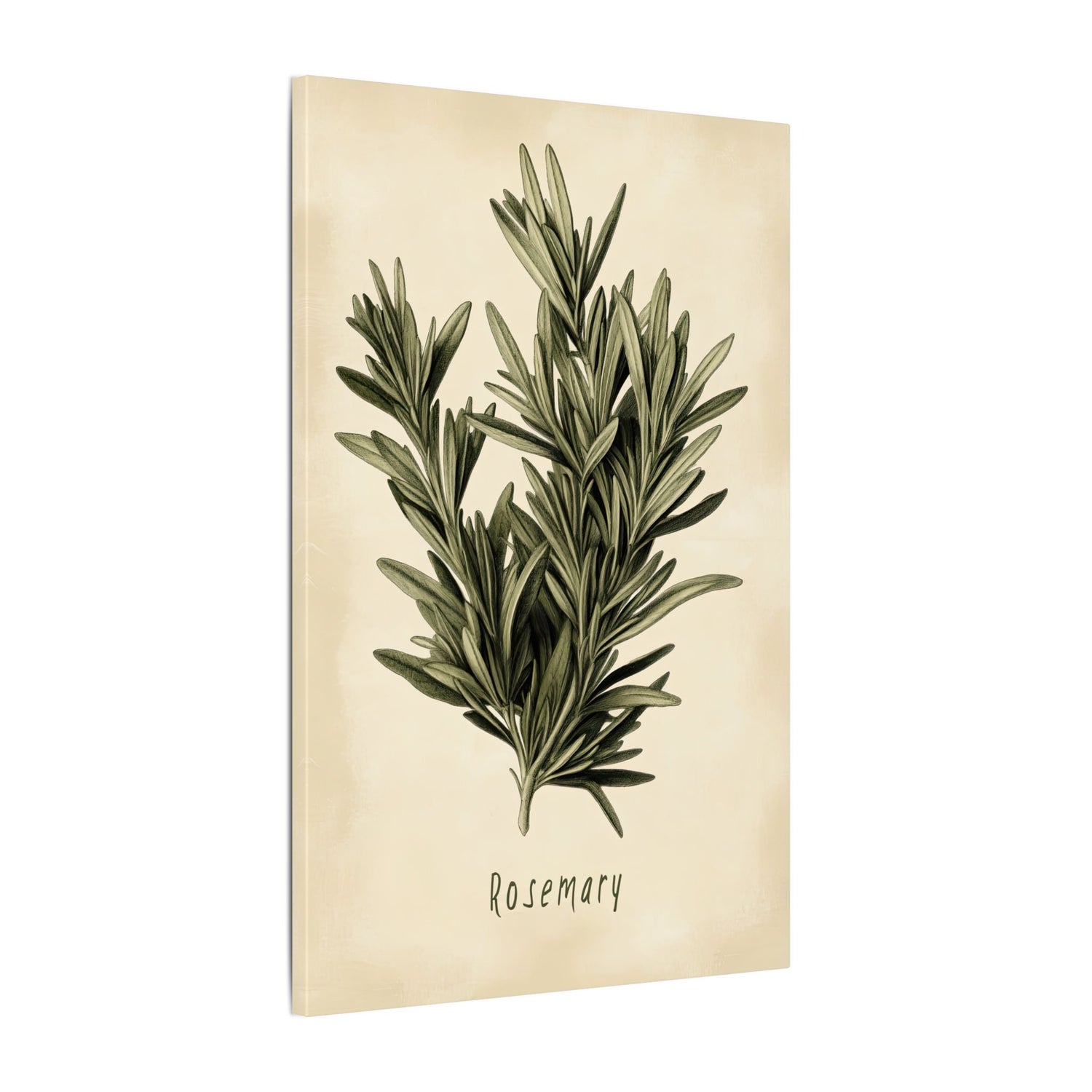 .75" Matte Canvas - Botanical Rosemary Study