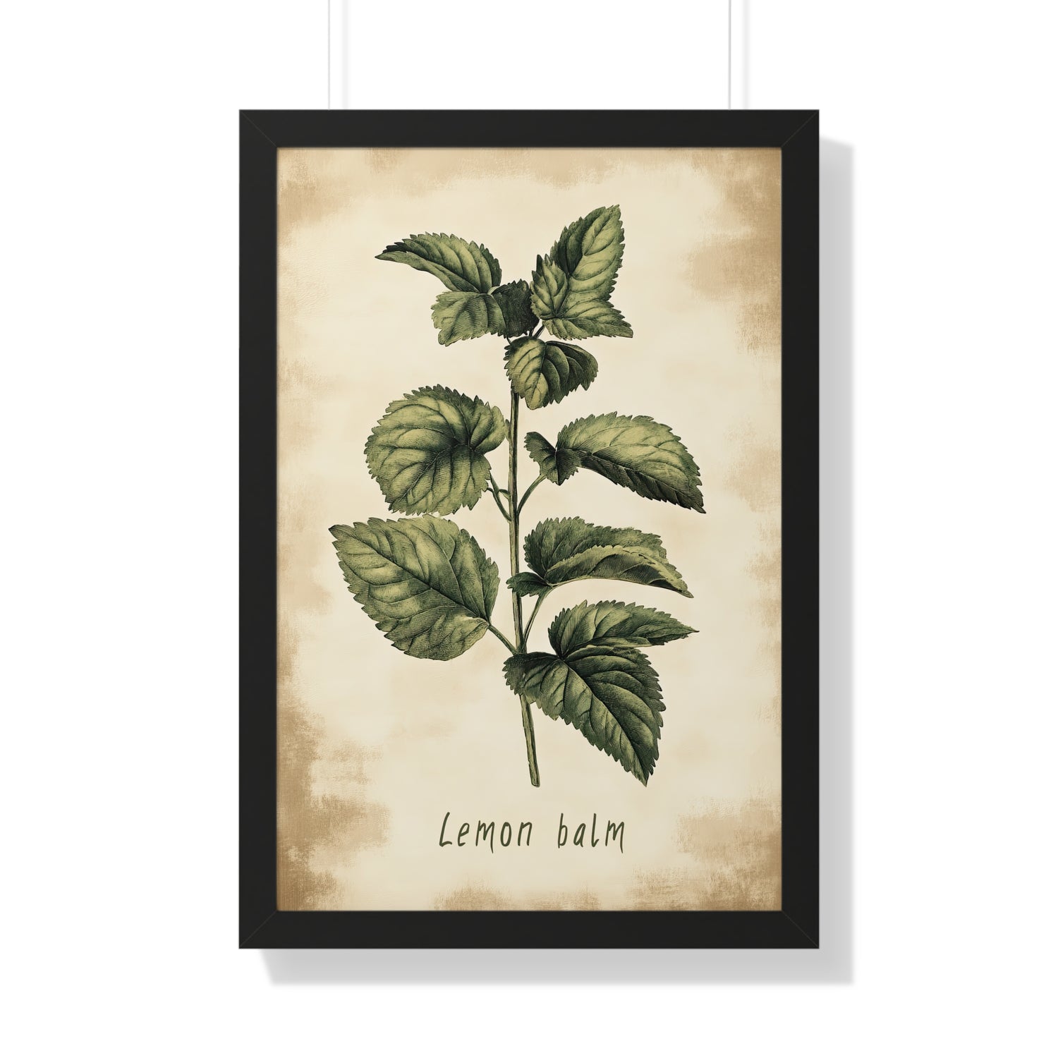 Framed Paper Print - Botanical Lemon Balm Study