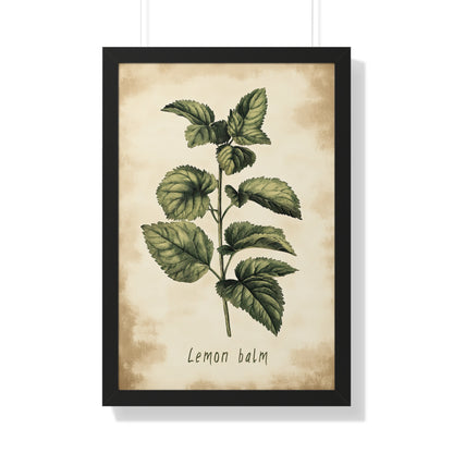 Framed Paper Print - Botanical Lemon Balm Study
