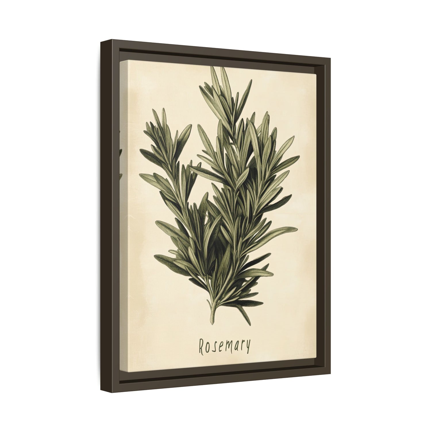Framed Canvas - Botanical Rosemary Study