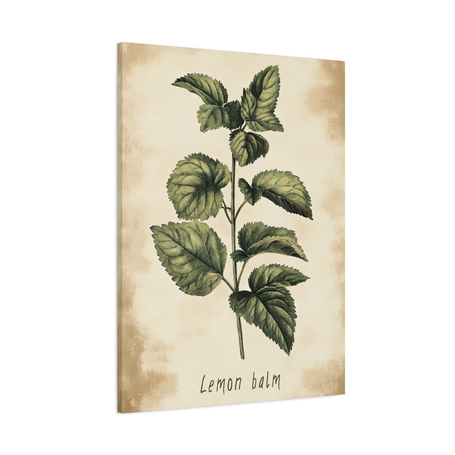 1.25" Matte Canvas - Botanical Lemon Balm Study