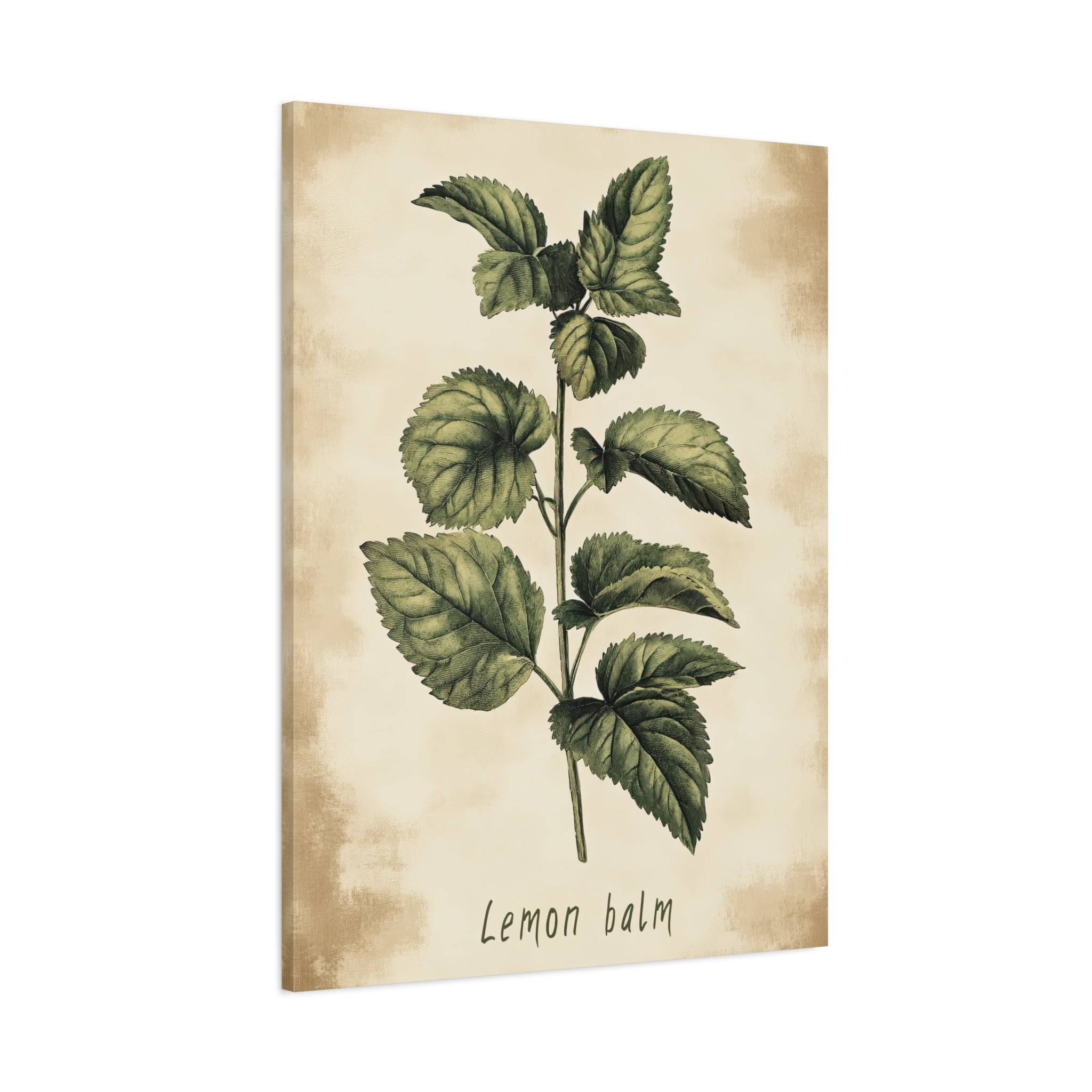 1.25" Matte Canvas - Botanical Lemon Balm Study