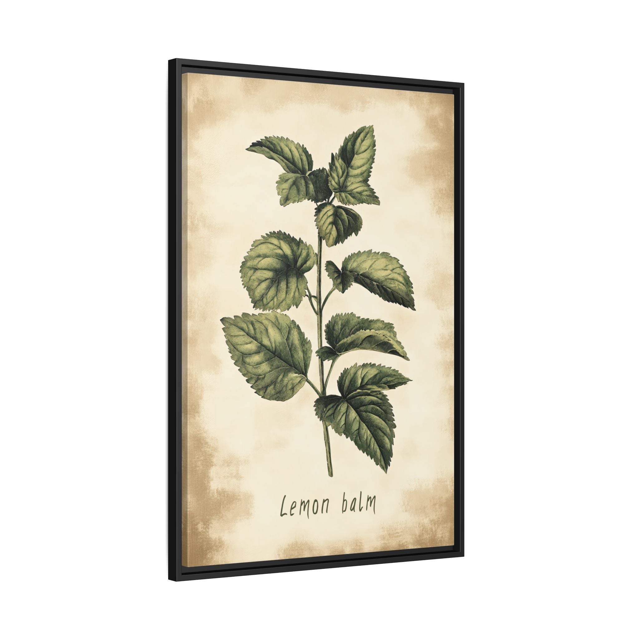 Framed Canvas - Botanical Lemon Balm Study