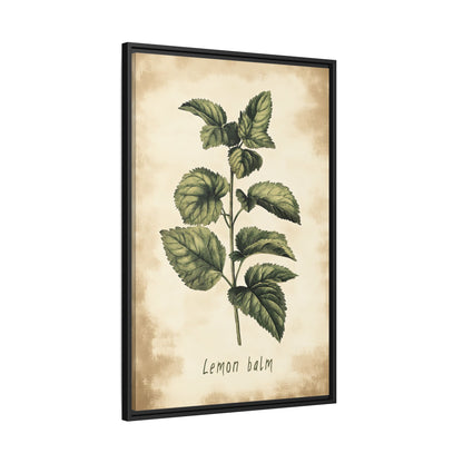Framed Canvas - Botanical Lemon Balm Study