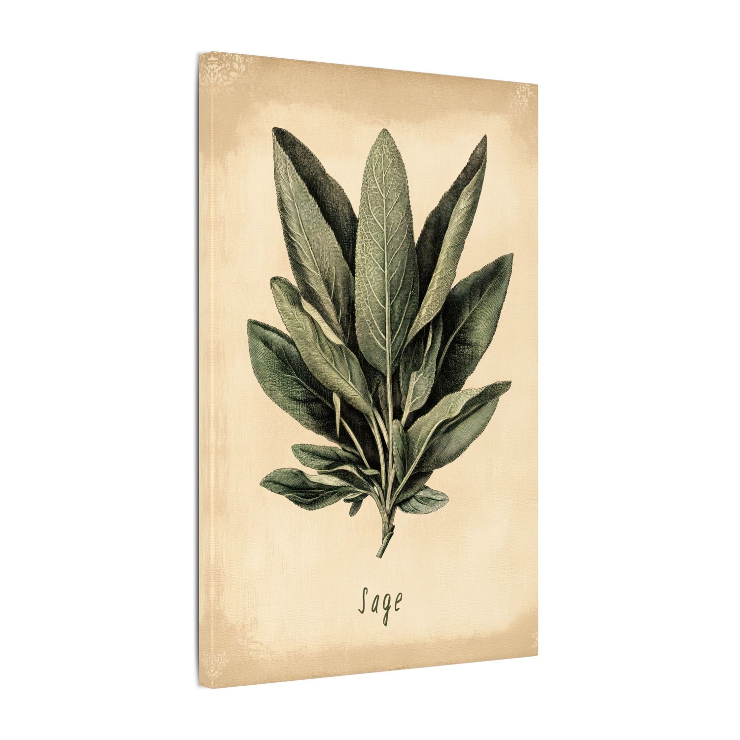 .75" Matte Canvas - Botanical Sage Study