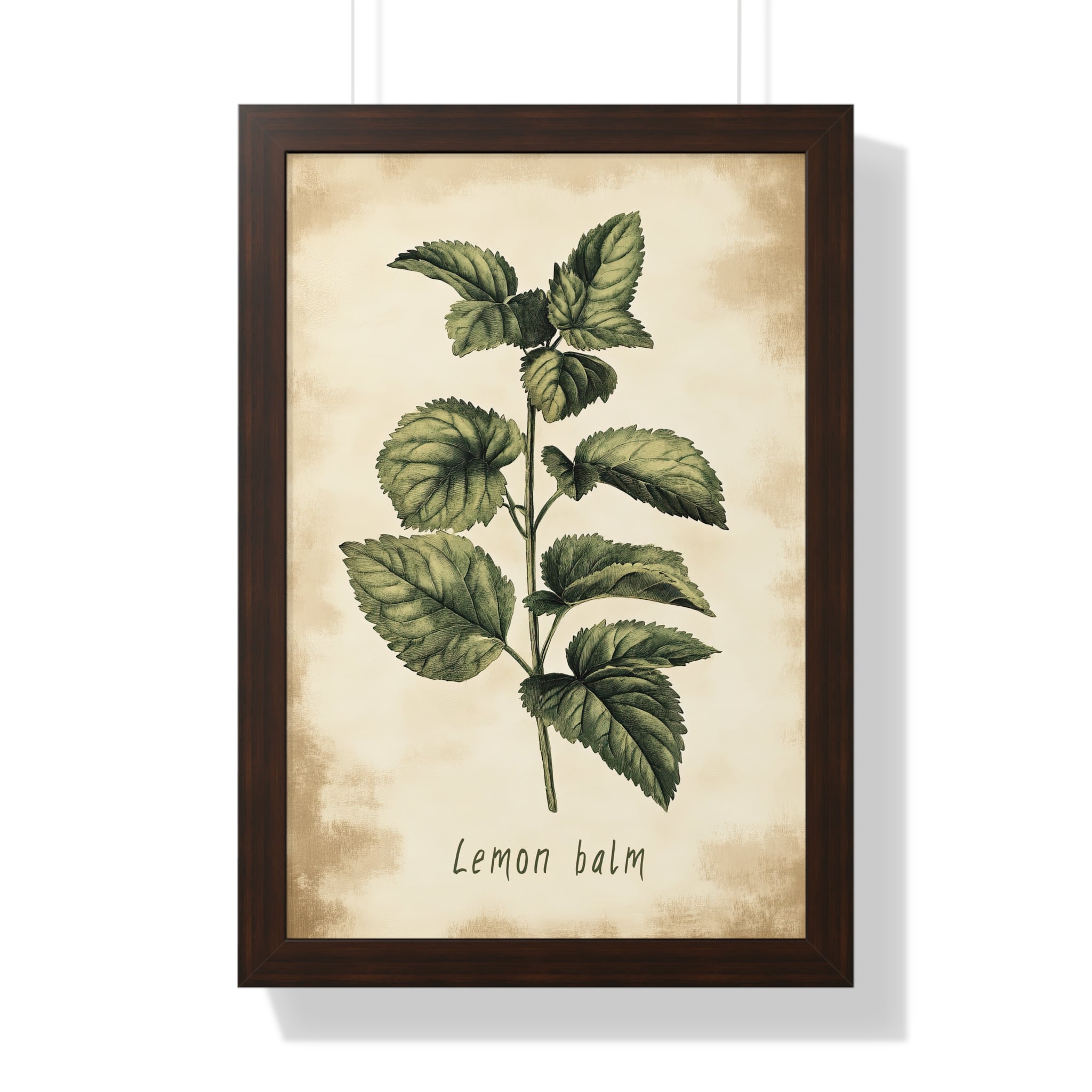 Framed Paper Print - Botanical Lemon Balm Study