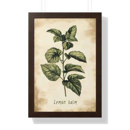 Framed Paper Print - Botanical Lemon Balm Study