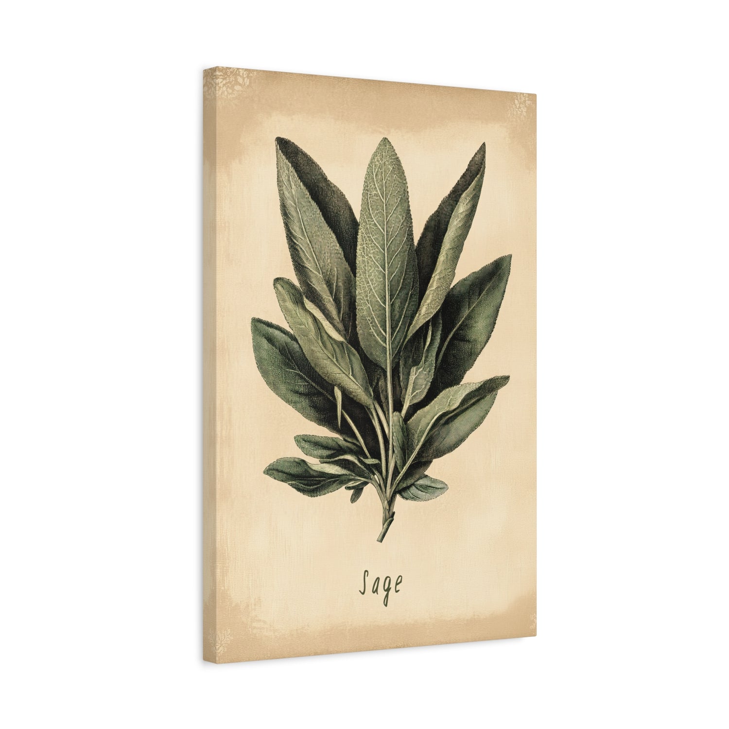 1.25" Matte Canvas - Botanical Sage Study