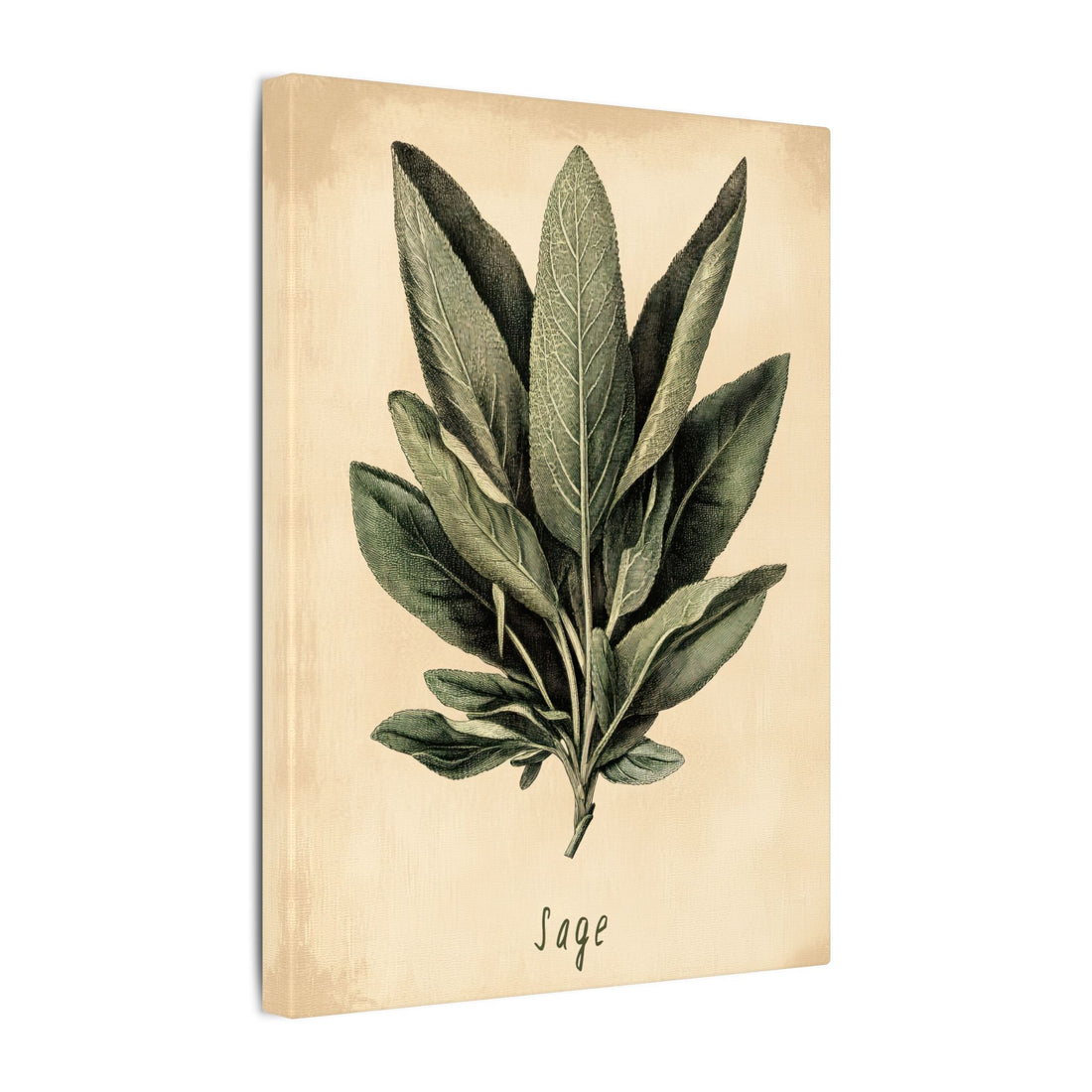 .75&quot; Matte Canvas - Botanical Sage Study