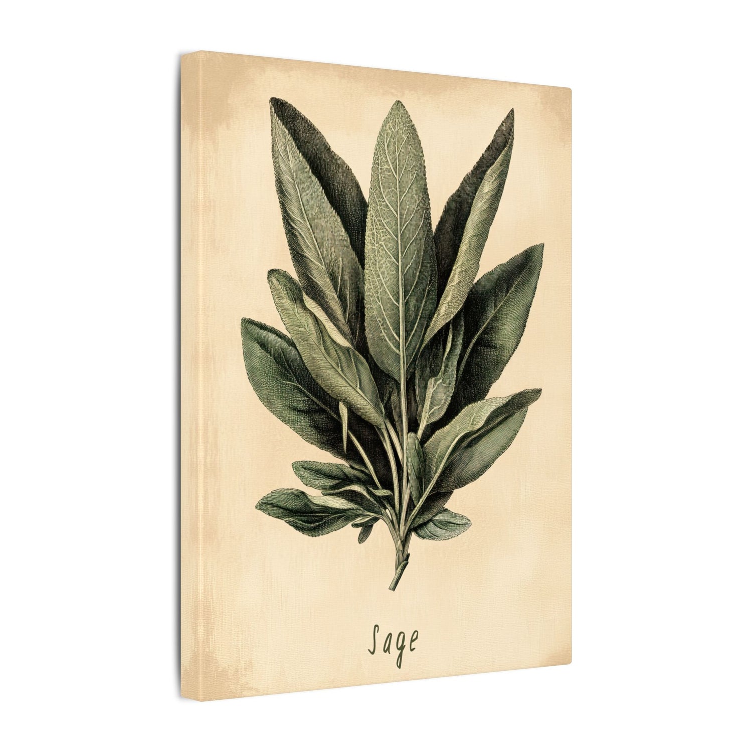 .75" Matte Canvas - Botanical Sage Study