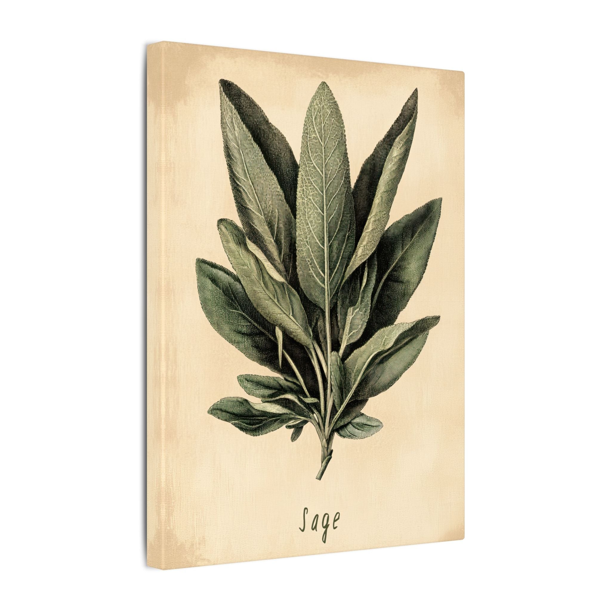 .75" Matte Canvas - Botanical Sage Study