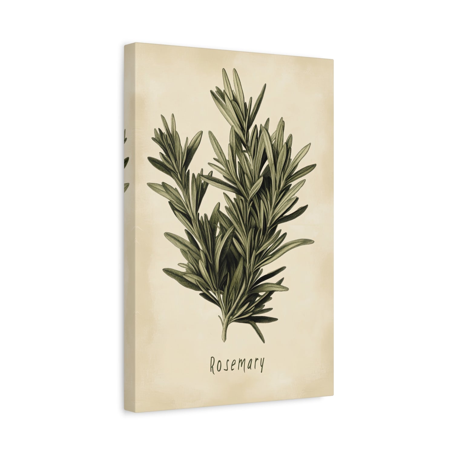 1.25" Matte Canvas - Botanical Rosemary Study