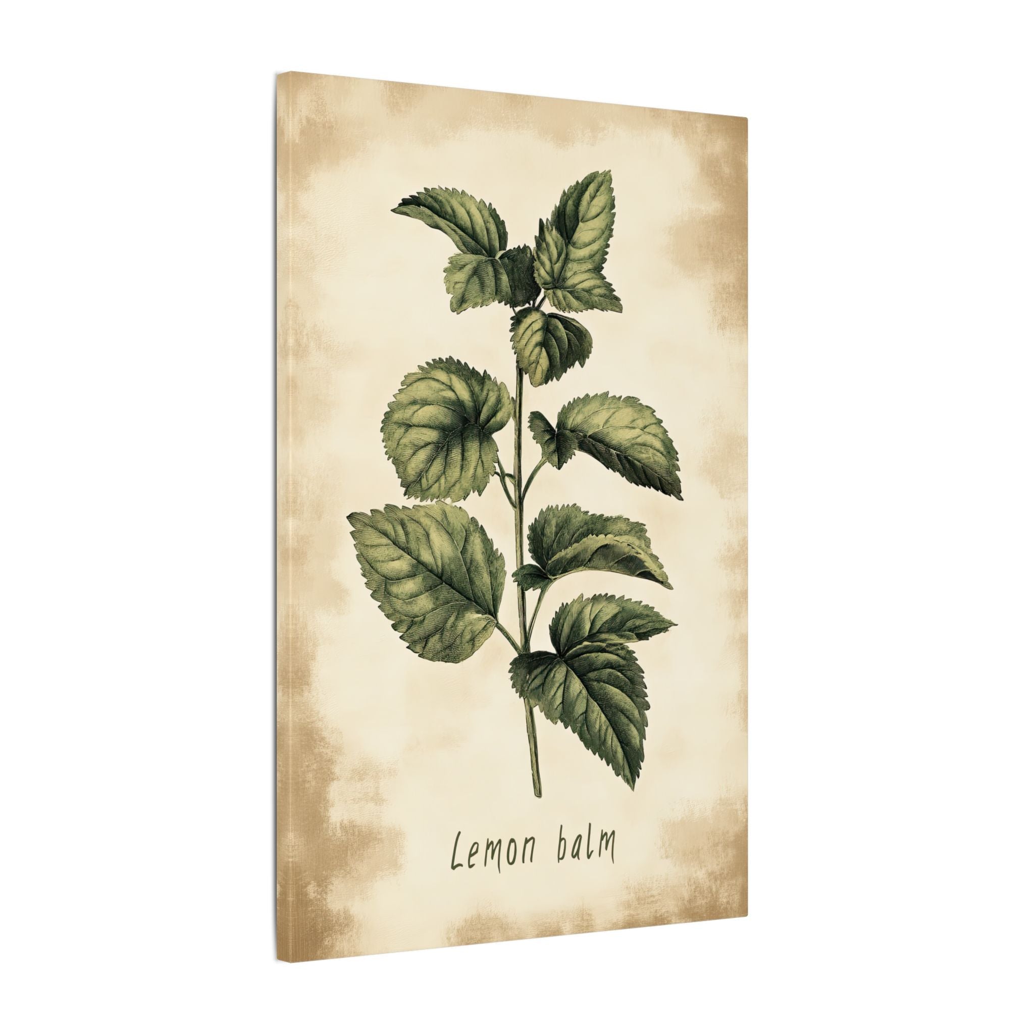 .75" Matte Canvas - Botanical Lemon Balm Study
