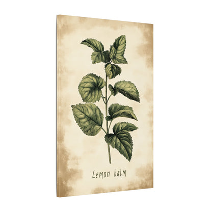 .75" Matte Canvas - Botanical Lemon Balm Study