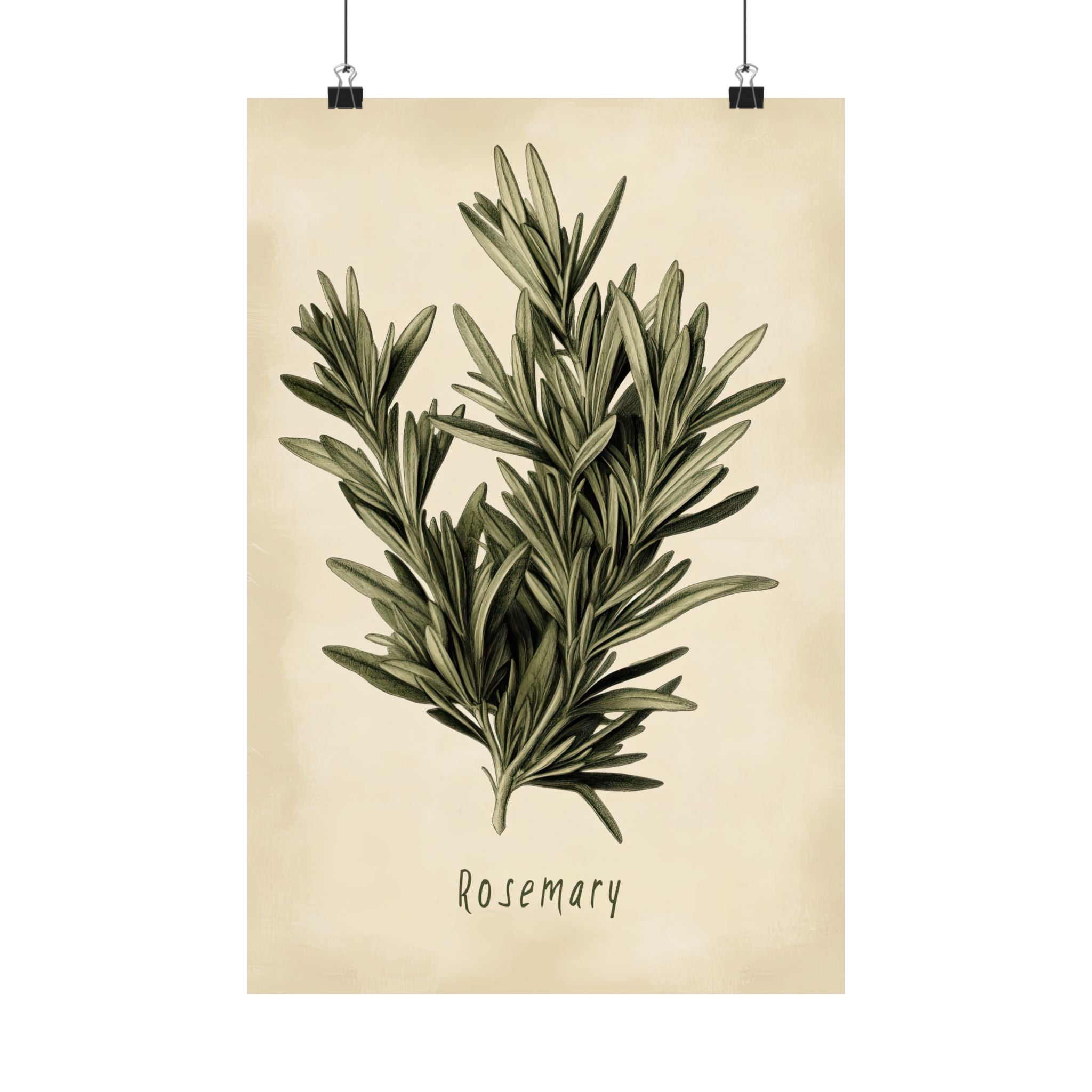 Botanical Rosemary Study