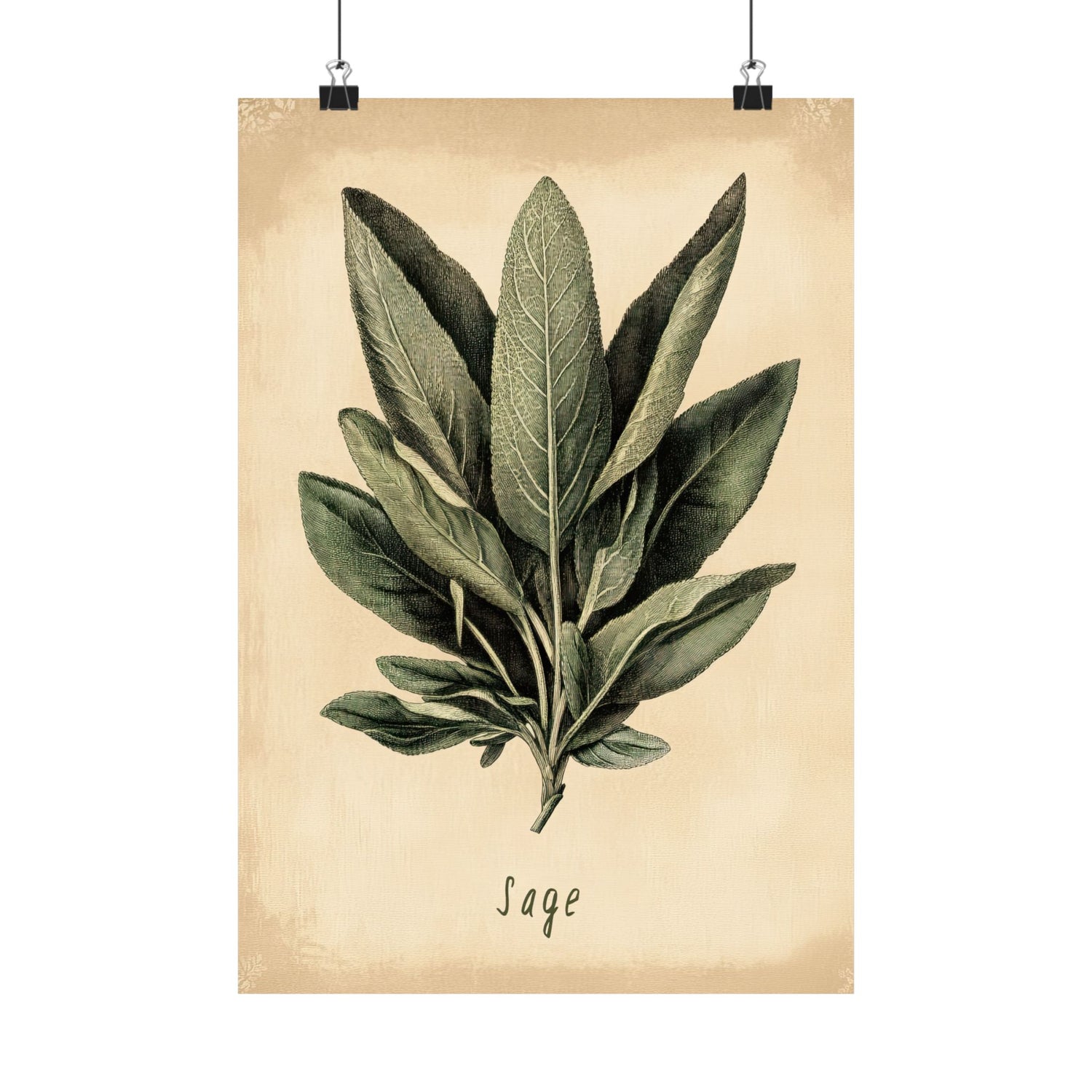 Botanical Sage Study