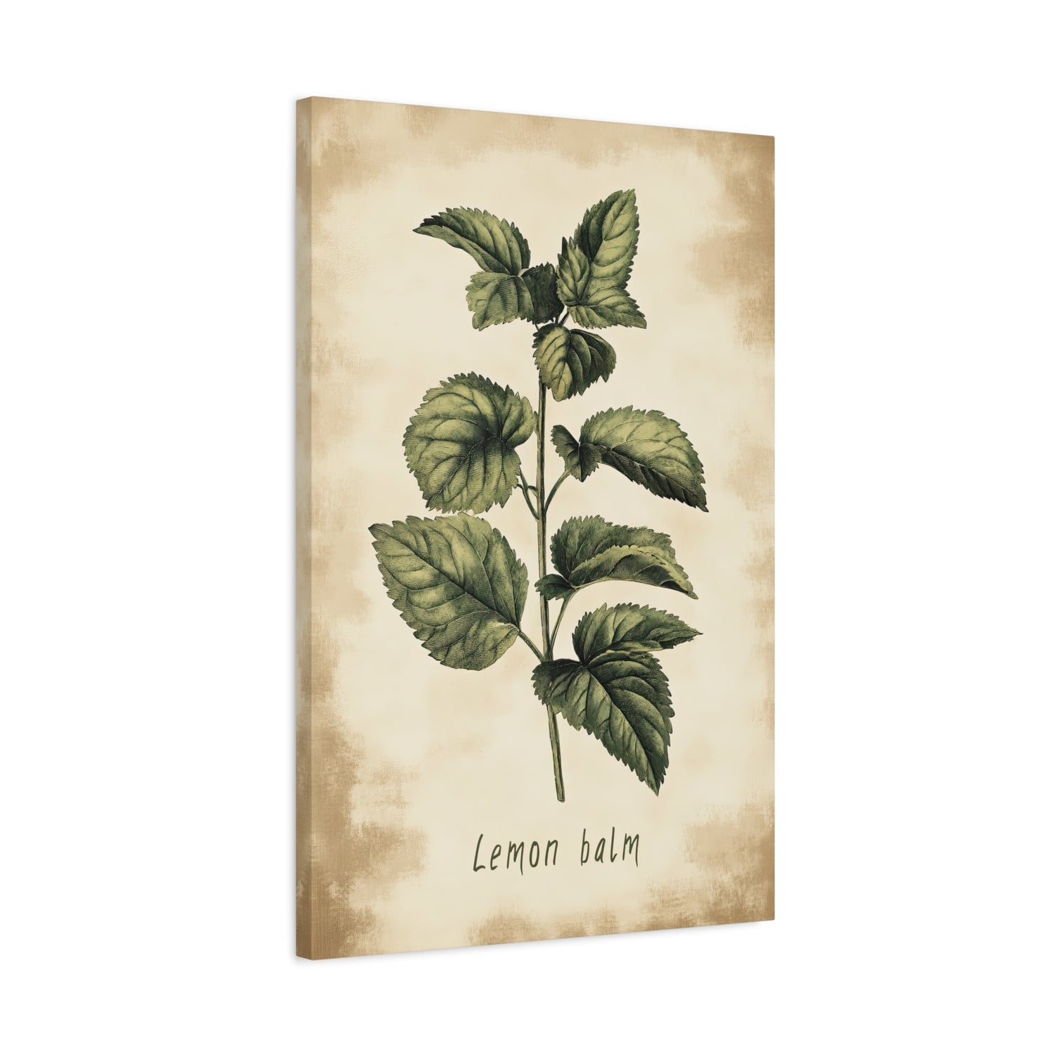 1.25" Matte Canvas - Botanical Lemon Balm Study
