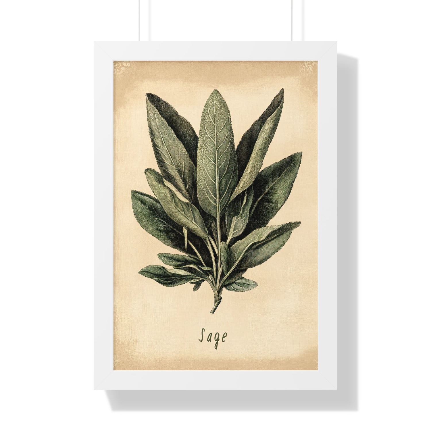 Framed Paper Print - Botanical Sage Study