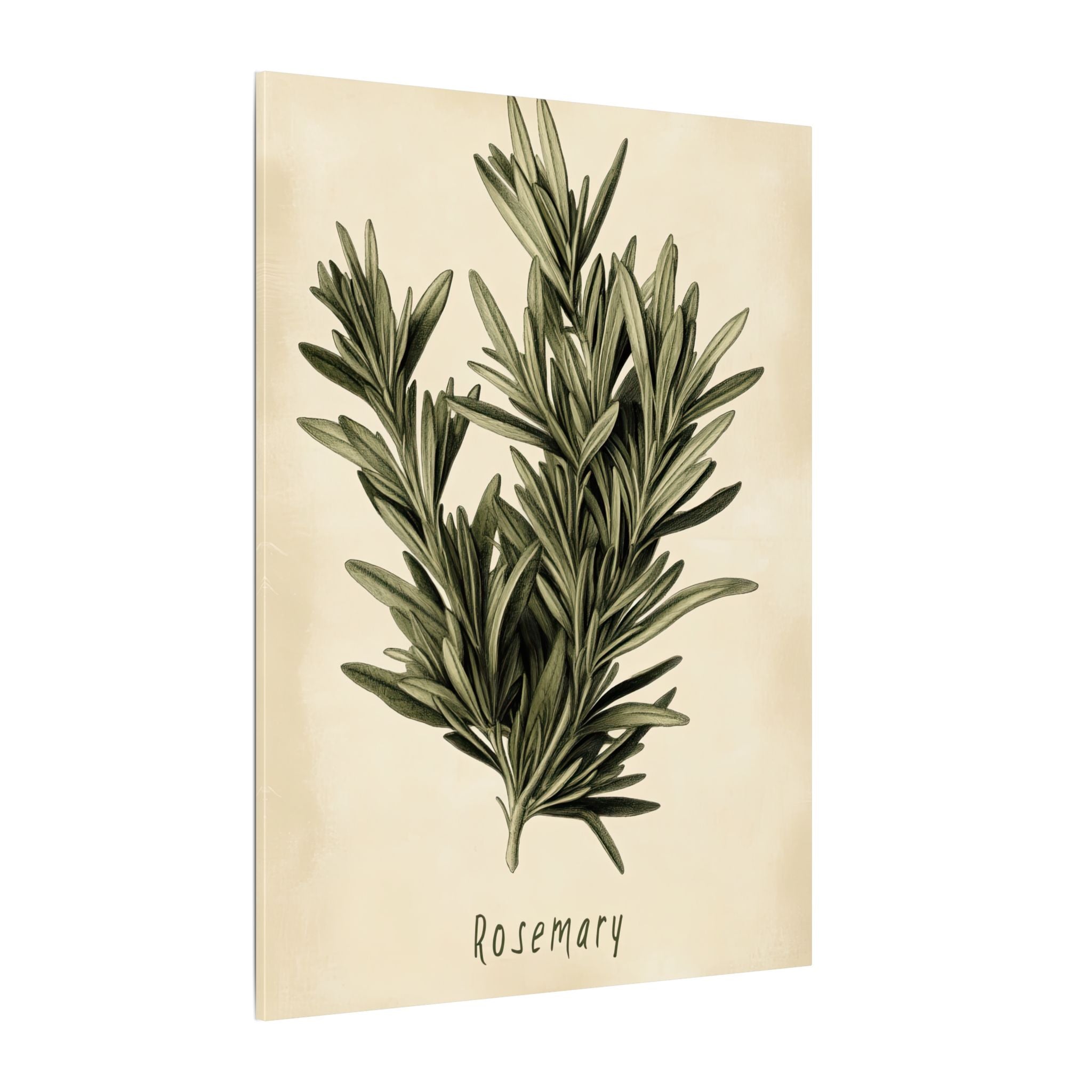 .75" Matte Canvas - Botanical Rosemary Study