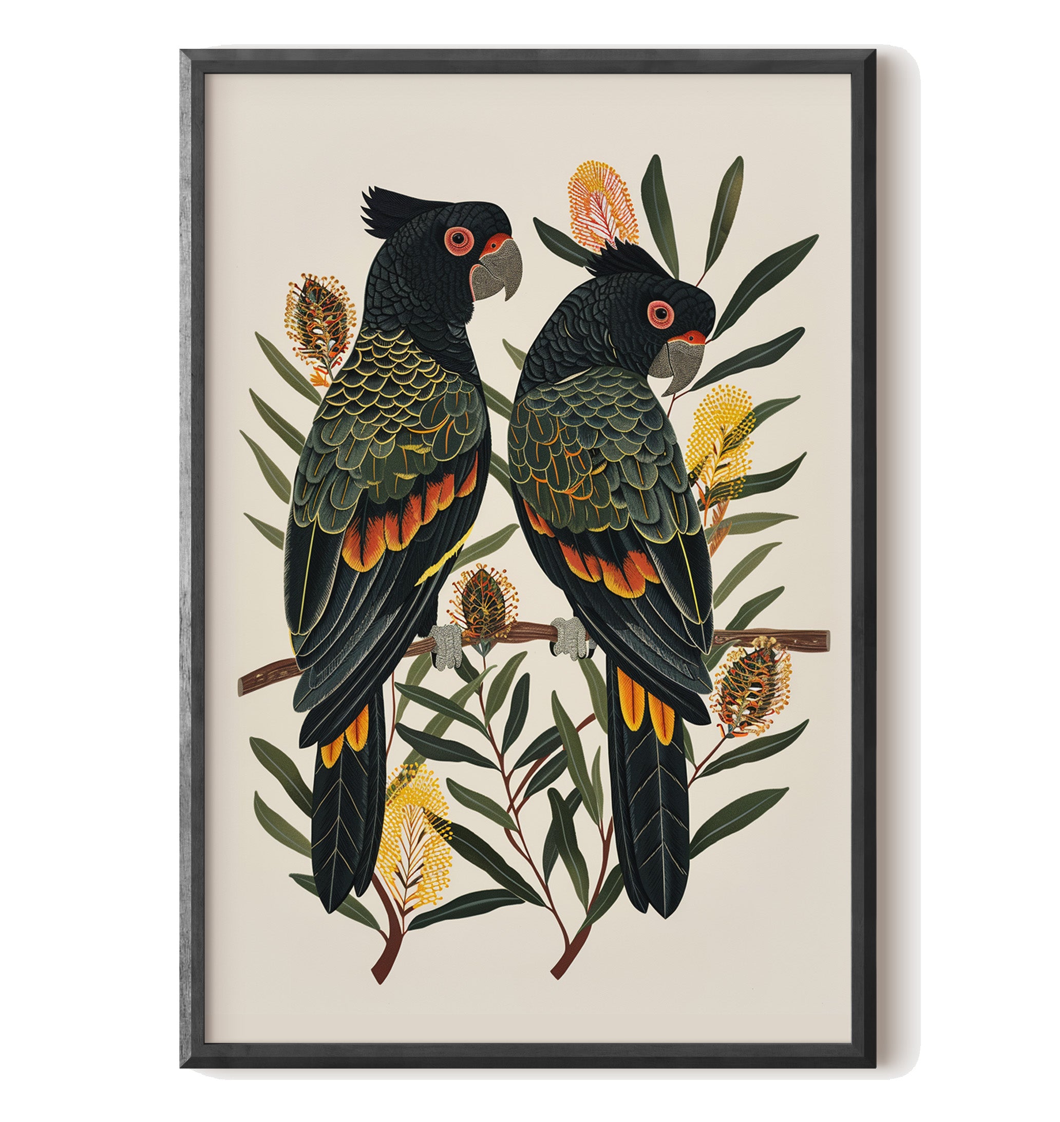 Black Cockatoos Among Banksia