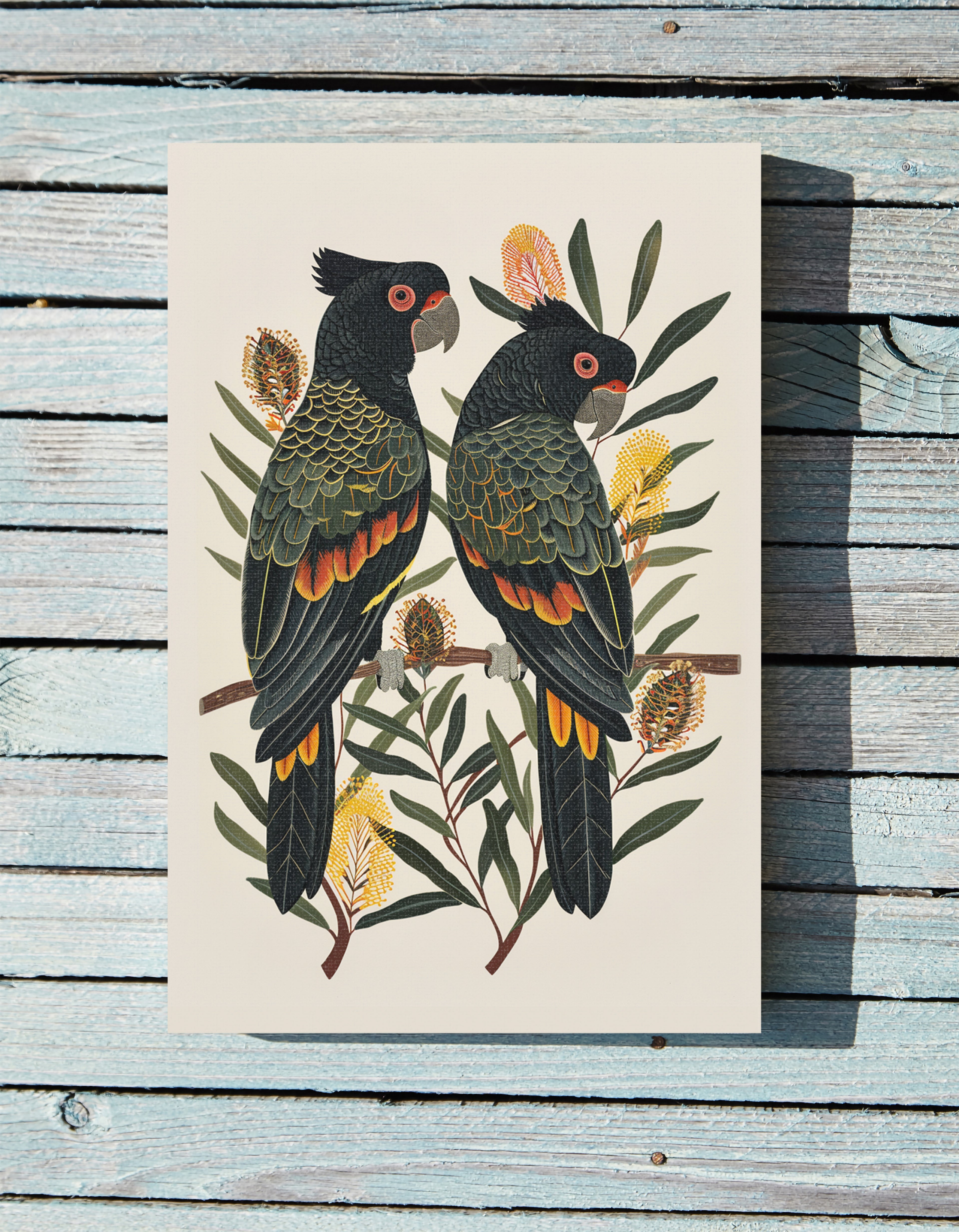 .75" Matte Canvas - Black Cockatoos Among Banksia